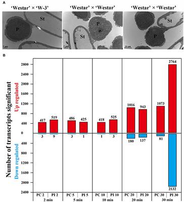 Time-Course Transcriptome Analysis of Compatible and Incompatible Pollen-Stigma Interactions in Brassica napus L.